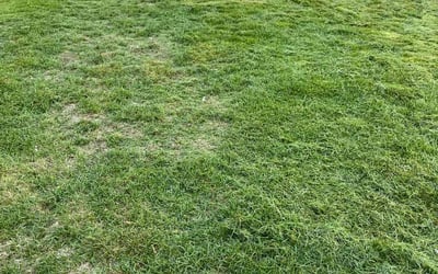 Photo of Samantha M.'s yard after getting landscaping in Rollinsville, CO