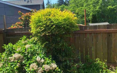 Photo of Seawon K.'s yard after getting tree care in Olympia, WA