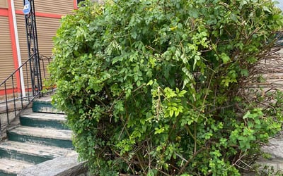 Photo of Saundra C.'s yard after getting landscaping in Amsterdam, NY