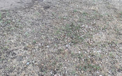 Photo of Tiffany T.'s yard after getting tree care in Clovis, CA