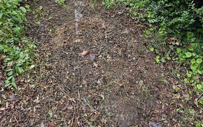 Photo of Taylor B.'s yard after getting landscaping in Catonsville, MD