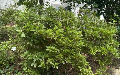 Photo of Cassandra V.'s yard after getting tree care in Annandale, VA