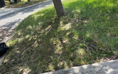 Photo of Melissa H.'s yard after getting landscaping in Alturas, FL