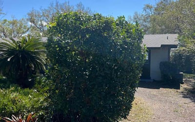 Photo of Kimberly J.'s yard after getting tree care in Lake Wales, FL