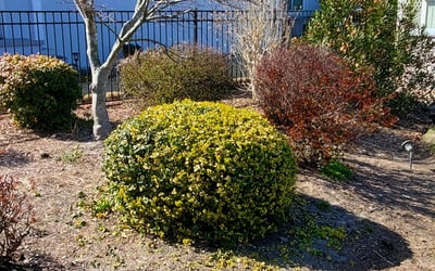Photo of Tracy K.'s yard after getting landscaping in Severn, VA
