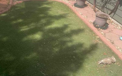 Photo of Michelle G.'s yard after getting landscaping in Loveland, CO