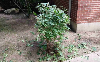 Photo of Terry L.'s yard after getting tree care in Batavia, OH