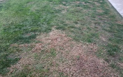 Photo of Alex P.'s yard after getting landscaping in Ramona, CA