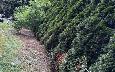 Photo of Susan P.'s yard after getting landscaping in Farmington, CT