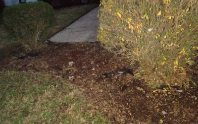 Photo of Michele H.'s yard after getting landscaping in Ware Neck, VA