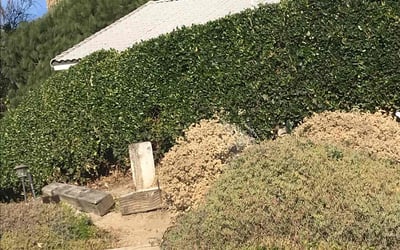 Photo of Deanna A.'s yard after getting tree care in Santa Maria, CA