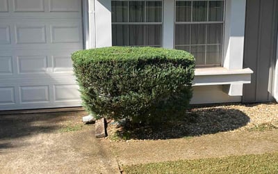 Photo of Anita W.'s yard after getting landscaping in Sargent, GA