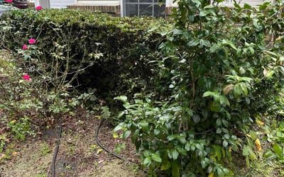 Photo of Hariharan N.'s yard after getting landscaping in Holly Springs, NC