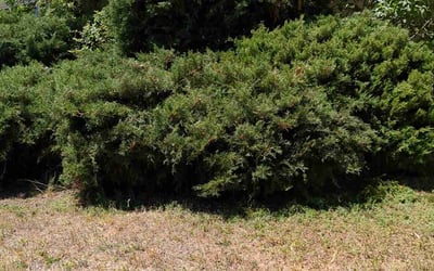 Photo of Angela W.'s yard after getting landscaping in Georgetown, CO