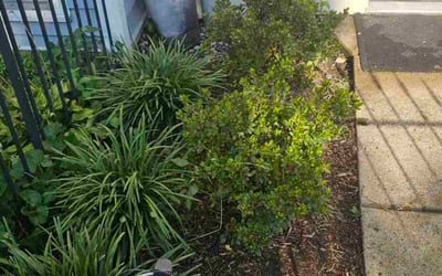 Photo of Anne C.'s yard after getting landscaping in Alexandria, VA