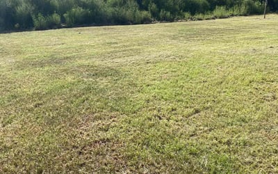 Photo of Nneka N.'s yard after getting tree care in Grant, FL