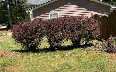 Photo of Gina C.'s yard after getting landscaping in Redan, GA