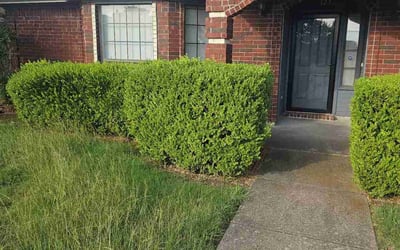 Photo of Mary H.'s yard after getting landscaping in Desoto, TX