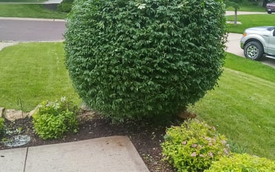 Photo of Deborah A.'s yard after getting landscaping in Amsterdam, MO