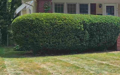 Photo of Rebecca W.'s yard after getting lawn care in Hudson, OH