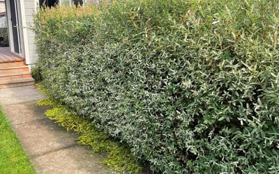 Photo of Michael L.'s yard after getting landscaping in Woodburn, OR