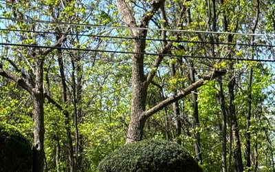 Photo of Ronda L.'s yard after getting landscaping in Nottingham, MD