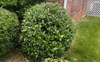 Photo of Maria H.'s yard after getting landscaping in Columbia, VA