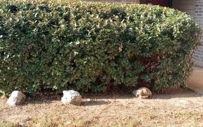 Photo of Paul M.'s yard after getting landscaping in La Vernia, TX