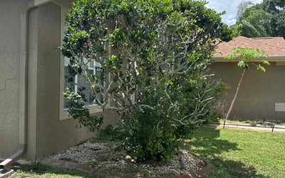 Photo of Barbara H.'s yard after getting tree care in Saint Leo, FL