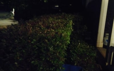 Photo of Chris M.'s yard after getting tree care in Smyrna, GA
