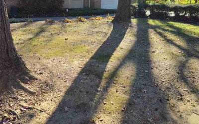 Photo of Rosa L.'s yard after getting tree care in Temple Hills, MD