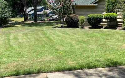 Photo of Michael K.'s yard after getting landscaping in Savannah, GA