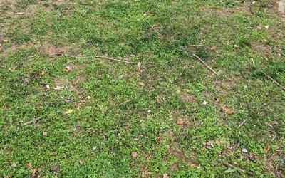 Photo of James K.'s yard after getting landscaping in Midland, VA