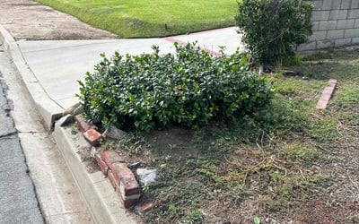 Photo of Monique A.'s yard after getting tree care in Vacaville, CA