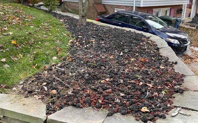 Photo of William W.'s yard after getting landscaping in Front Royal, VA