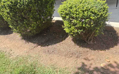 Photo of Andrea B.'s yard after getting landscaping in Ellenwood, GA