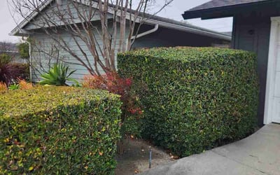 Photo of Alexis B.'s yard after getting landscaping in Seal Beach, CA