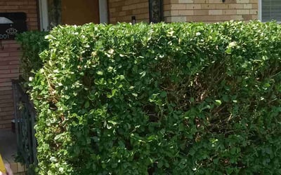Photo of Daniel W.'s yard after getting landscaping in Prague, OK