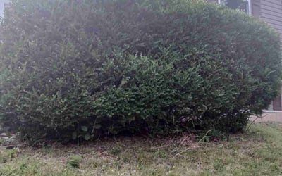 Photo of Lori C.'s yard after getting landscaping in Valley Park, MO