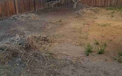 Photo of Monique A.'s yard after getting tree care in Anaheim, CA