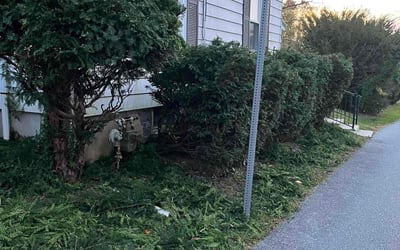 Photo of Mary N.'s yard after getting tree care in Warminster, PA