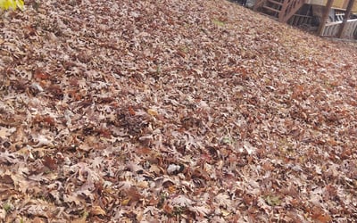 Photo of Nicole H.'s yard after getting landscaping in Hume, VA