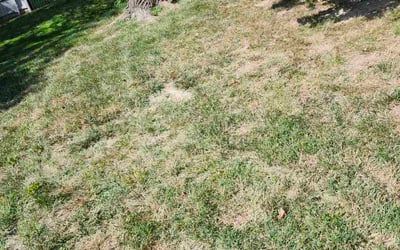 Photo of Joyce M.'s yard after getting landscaping in Saint Charles, MO
