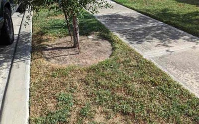 Photo of Kathy C.'s yard after getting tree care in Cleveland, TX