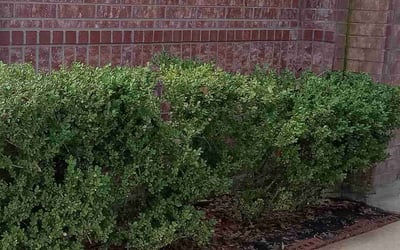 Photo of Yolanda B.'s yard after getting landscaping in New Ulm, TX
