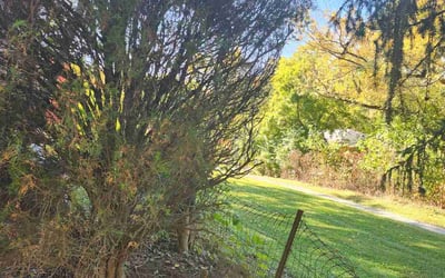 Photo of Richard H.'s yard after getting landscaping in Fayetteville, OH