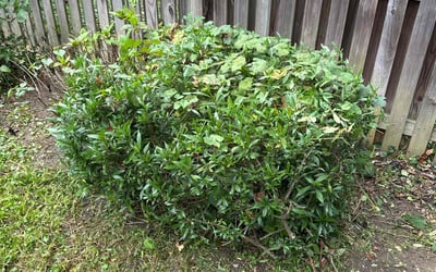Photo of Jeffrey W.'s yard after getting landscaping in Monrovia, MD