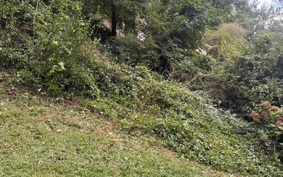 Photo of Sylvia H.'s yard after getting tree care in Snellville, GA