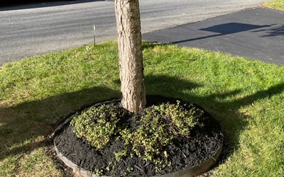 Photo of David R.'s yard after getting landscaping in Brookeville, MD