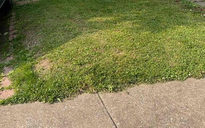 Photo of Jeff M.'s yard after getting landscaping in Lutherville Timonium, MD